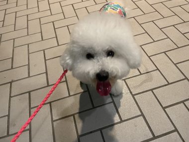 ビションフリーゼ　おもち  中華ざんまいお友だち(*^◯^*) IMG_4021-380x285