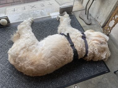 自分の事ですが ネイルサロンのスゴロクちゃん IMG_4027-380x285 自分の事ですが ネイルサロンのスゴロクちゃん IMG_4027-380x285