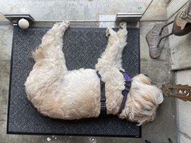 自分の事ですが ネイルサロンのスゴロクちゃん IMG_4028-380x285 自分の事ですが ネイルサロンのスゴロクちゃん IMG_4028-380x285