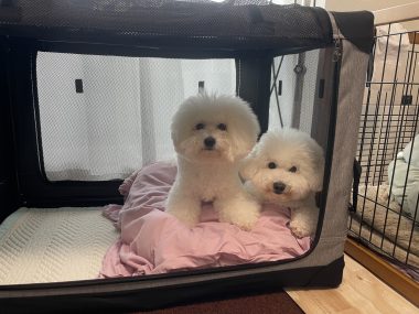 自分の事ですが ネイルサロンのスゴロクちゃん IMG_4033-380x285 自分の事ですが ネイルサロンのスゴロクちゃん IMG_4033-380x285