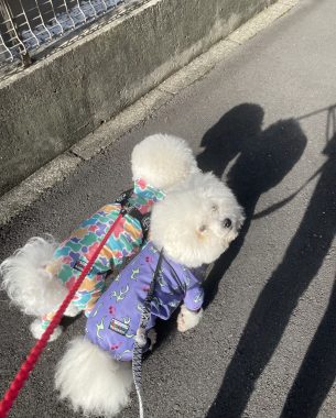 ビションフリーゼ　おもち  歯医者先生のはなちゃんも IMG_4036-305x380