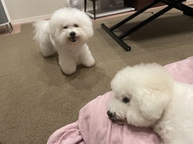 ビションフリーゼ　おもち  歯医者先生のはなちゃんも IMG_4037-380x285