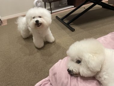 ビションフリーゼ　おもち  歯医者先生のはなちゃんも IMG_4038-380x285