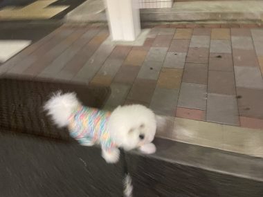 ビションフリーゼ　おもち  歯医者先生のはなちゃんも IMG_4039-380x285