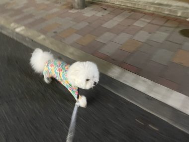 ビションフリーゼ　おもち  歯医者先生のはなちゃんも IMG_4040-380x285