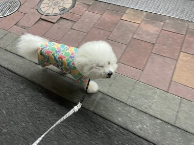 ビションフリーゼ　おもち  歯医者先生のはなちゃんも IMG_4042-380x285