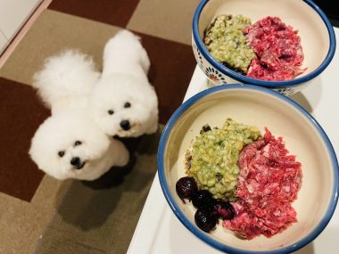 ビションフリーゼ おもち おもふく飯途中までの色々 IMG_3294-380x285 ビションフリーゼ おもち おもふく飯途中までの色々 IMG_3294-380x285