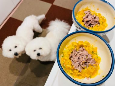 ビションフリーゼ おもち おもふく飯途中までの色々 IMG_3309-380x285 ビションフリーゼ おもち おもふく飯途中までの色々 IMG_3309-380x285