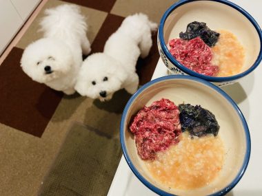 ビションフリーゼ おもち おもふく飯途中までの色々 IMG_3311-380x285 ビションフリーゼ おもち おもふく飯途中までの色々 IMG_3311-380x285