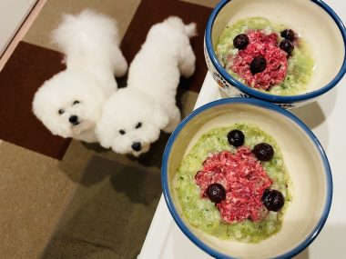 ビションフリーゼ おもち おもふく飯途中までの色々 IMG_3372-380x285 ビションフリーゼ おもち おもふく飯途中までの色々 IMG_3372-380x285
