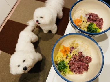 ビションフリーゼ おもち おもふく飯途中までの色々 IMG_3394-380x285 ビションフリーゼ おもち おもふく飯途中までの色々 IMG_3394-380x285