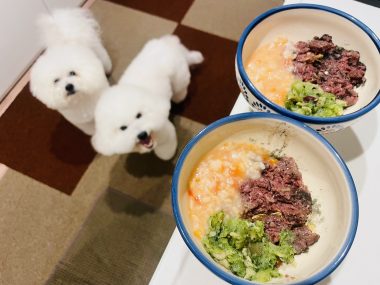 ビションフリーゼ おもち おもふく飯途中までの色々 IMG_3475-380x285 ビションフリーゼ おもち おもふく飯途中までの色々 IMG_3475-380x285