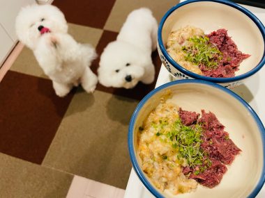 ビションフリーゼ おもち おもふく飯途中までの色々 IMG_3546-380x285 ビションフリーゼ おもち おもふく飯途中までの色々 IMG_3546-380x285