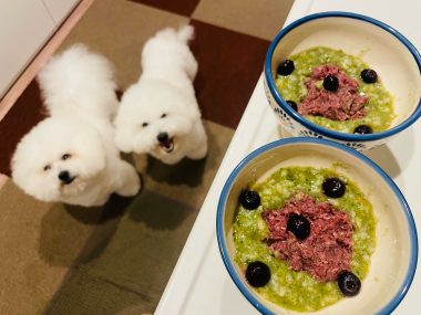 ビションフリーゼ おもち おもふく飯途中までの色々 IMG_3555-380x285 ビションフリーゼ おもち おもふく飯途中までの色々 IMG_3555-380x285