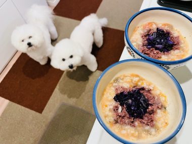ビションフリーゼ おもち おもふく飯途中までの色々 IMG_3596-380x285 ビションフリーゼ おもち おもふく飯途中までの色々 IMG_3596-380x285