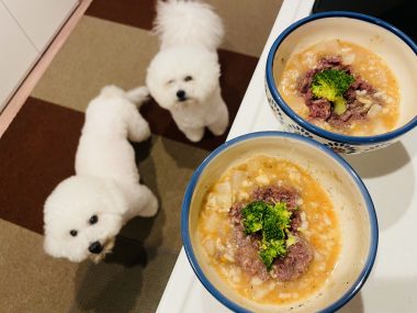 ビションフリーゼ おもち おもふく飯途中までの色々 IMG_3635-380x285 ビションフリーゼ おもち おもふく飯途中までの色々 IMG_3635-380x285