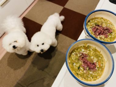 ビションフリーゼ おもち おもふく飯途中までの色々 IMG_3710-380x285 ビションフリーゼ おもち おもふく飯途中までの色々 IMG_3710-380x285