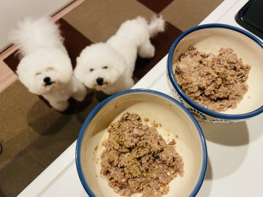 ビションフリーゼ おもち おもふく飯途中までの色々 IMG_3847-380x285 ビションフリーゼ おもち おもふく飯途中までの色々 IMG_3847-380x285