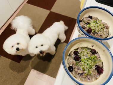 ビションフリーゼ おもち おもふく飯途中までの色々 IMG_3893-380x285 ビションフリーゼ おもち おもふく飯途中までの色々 IMG_3893-380x285