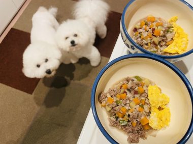 ビションフリーゼ おもち おもふく飯途中までの色々 IMG_3917-380x285 ビションフリーゼ おもち おもふく飯途中までの色々 IMG_3917-380x285