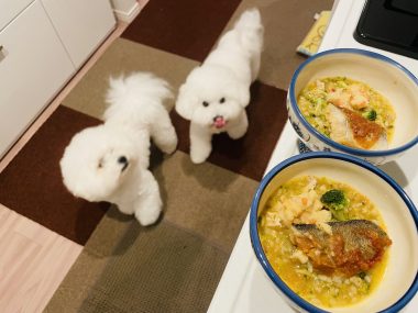 ビションフリーゼ おもち おもふく飯途中までの色々 IMG_4022-380x285 ビションフリーゼ おもち おもふく飯途中までの色々 IMG_4022-380x285
