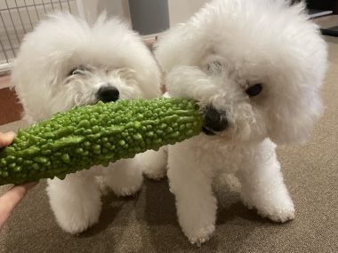 ビションフリーゼ　おもち  今年もゴーヤを頂きました IMG_4047-380x285