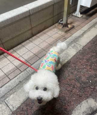 ビションフリーゼ　おもち  今年もゴーヤを頂きました IMG_4056-322x380