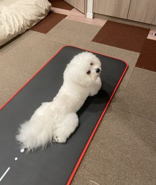 ビションフリーゼ　おもち  今年もゴーヤを頂きました IMG_4058-321x380