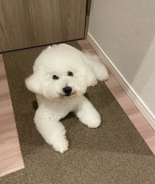 ビションフリーゼ　おもち  今年もゴーヤを頂きました IMG_4059-321x380