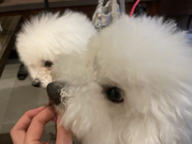 お誕生日 ビションフリーゼ　おもち  牛タンよし田さんで前祝い☆ IMG_4072-380x285