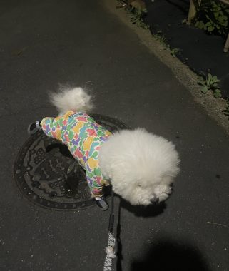 お誕生日 ビションフリーゼ おもち 8月4日!おもち13歳のお誕生日おめでとう\(^o^)/ IMG_4081-321x380 お誕生日 ビションフリーゼ おもち 8月4日!おもち13歳のお誕生日おめでとう\(^o^)/ IMG_4081-321x380