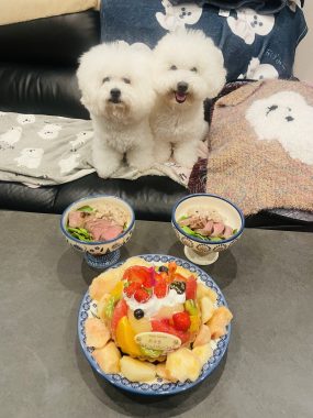 お誕生日 ビションフリーゼ おもち 8月4日!おもち13歳のお誕生日おめでとう\(^o^)/ IMG_4087-285x380 お誕生日 ビションフリーゼ おもち 8月4日!おもち13歳のお誕生日おめでとう\(^o^)/ IMG_4087-285x380