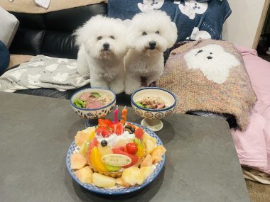お誕生日 ビションフリーゼ おもち 8月4日!おもち13歳のお誕生日おめでとう\(^o^)/ IMG_4088-380x285 お誕生日 ビションフリーゼ おもち 8月4日!おもち13歳のお誕生日おめでとう\(^o^)/ IMG_4088-380x285