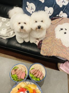 お誕生日 ビションフリーゼ おもち 8月4日!おもち13歳のお誕生日おめでとう\(^o^)/ IMG_4089-285x380 お誕生日 ビションフリーゼ おもち 8月4日!おもち13歳のお誕生日おめでとう\(^o^)/ IMG_4089-285x380