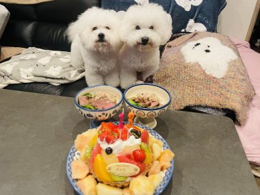 お誕生日 ビションフリーゼ おもち 8月4日!おもち13歳のお誕生日おめでとう\(^o^)/ IMG_4090-380x285 お誕生日 ビションフリーゼ おもち 8月4日!おもち13歳のお誕生日おめでとう\(^o^)/ IMG_4090-380x285