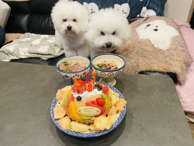 お誕生日 ビションフリーゼ おもち 8月4日!おもち13歳のお誕生日おめでとう\(^o^)/ IMG_4091-380x285 お誕生日 ビションフリーゼ おもち 8月4日!おもち13歳のお誕生日おめでとう\(^o^)/ IMG_4091-380x285