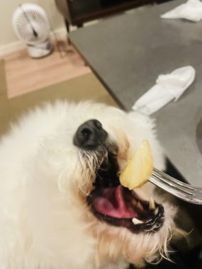 お誕生日 ビションフリーゼ おもち 8月4日!おもち13歳のお誕生日おめでとう\(^o^)/ IMG_4093-285x380 お誕生日 ビションフリーゼ おもち 8月4日!おもち13歳のお誕生日おめでとう\(^o^)/ IMG_4093-285x380