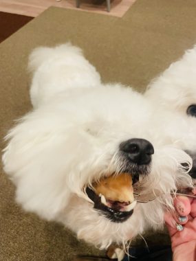 お誕生日 ビションフリーゼ おもち 8月4日!おもち13歳のお誕生日おめでとう\(^o^)/ IMG_4094-285x380 お誕生日 ビションフリーゼ おもち 8月4日!おもち13歳のお誕生日おめでとう\(^o^)/ IMG_4094-285x380