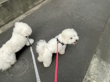 お誕生日 ビションフリーゼ おもち 8月4日!おもち13歳のお誕生日おめでとう\(^o^)/ IMG_4095-380x285 お誕生日 ビションフリーゼ おもち 8月4日!おもち13歳のお誕生日おめでとう\(^o^)/ IMG_4095-380x285
