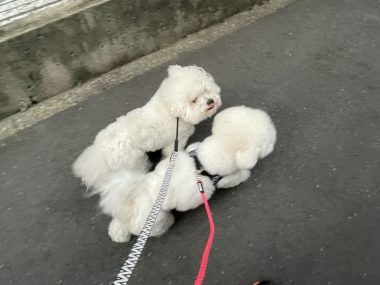 お誕生日 ビションフリーゼ おもち 8月4日!おもち13歳のお誕生日おめでとう\(^o^)/ IMG_4096-380x285 お誕生日 ビションフリーゼ おもち 8月4日!おもち13歳のお誕生日おめでとう\(^o^)/ IMG_4096-380x285