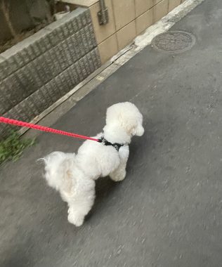 お誕生日 ビションフリーゼ おもち 8月4日!おもち13歳のお誕生日おめでとう\(^o^)/ IMG_4098-316x380 お誕生日 ビションフリーゼ おもち 8月4日!おもち13歳のお誕生日おめでとう\(^o^)/ IMG_4098-316x380