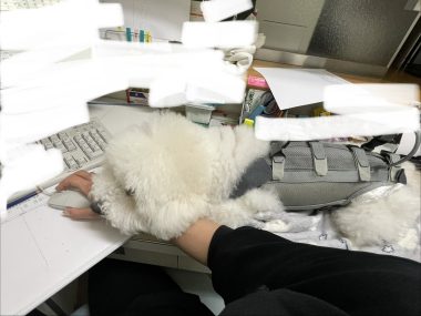 ビションフリーゼ おもち ふくらむ選手!初出勤! IMG_4106-380x285 ビションフリーゼ おもち ふくらむ選手!初出勤! IMG_4106-380x285