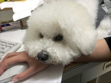 ビションフリーゼ おもち ふくらむ選手!初出勤! IMG_4107-380x285 ビションフリーゼ おもち ふくらむ選手!初出勤! IMG_4107-380x285