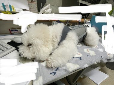 ビションフリーゼ おもち ふくらむ選手!初出勤! IMG_4108-380x285 ビションフリーゼ おもち ふくらむ選手!初出勤! IMG_4108-380x285
