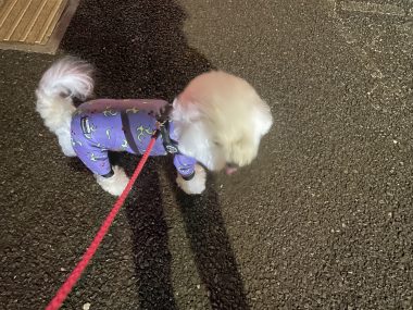 ビションフリーゼ おもち ふくらむ選手!初出勤! IMG_4117-380x285 ビションフリーゼ おもち ふくらむ選手!初出勤! IMG_4117-380x285