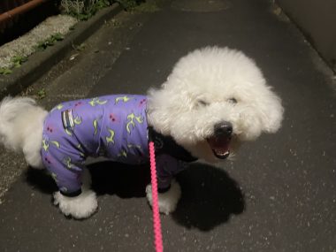 ビションフリーゼ おもち ふくらむ選手!初出勤! IMG_4119-380x285 ビションフリーゼ おもち ふくらむ選手!初出勤! IMG_4119-380x285