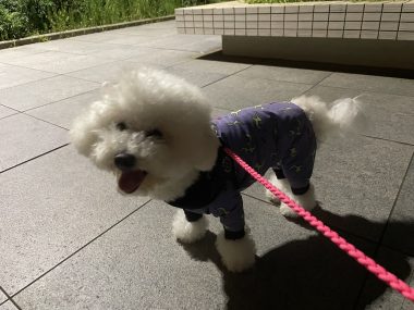 ビションフリーゼ おもち ふくらむ選手!初出勤! IMG_4120-380x285 ビションフリーゼ おもち ふくらむ選手!初出勤! IMG_4120-380x285