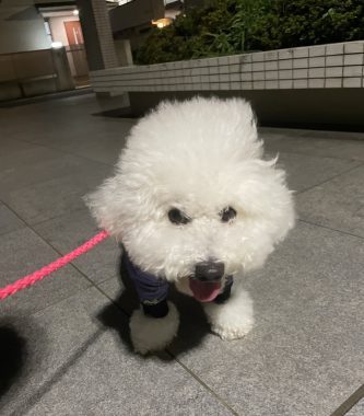 ビションフリーゼ おもち ふくらむ選手!初出勤! IMG_4121-333x380 ビションフリーゼ おもち ふくらむ選手!初出勤! IMG_4121-333x380