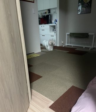 ビションフリーゼ おもち ふくらむ選手!初出勤! IMG_4123-325x380 ビションフリーゼ おもち ふくらむ選手!初出勤! IMG_4123-325x380