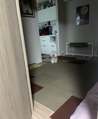 ビションフリーゼ おもち ふくらむ選手!初出勤! IMG_4124-312x380 ビションフリーゼ おもち ふくらむ選手!初出勤! IMG_4124-312x380